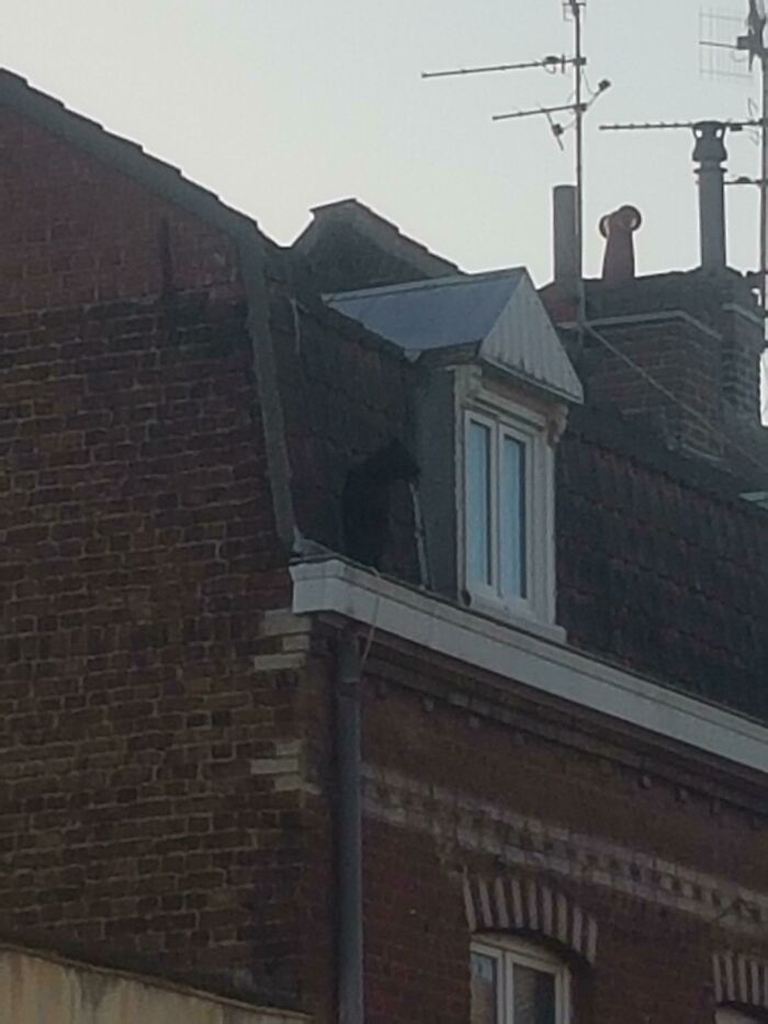 Guess What? There’s A Panther Just Chillin’ On My Neighbor’s Roof