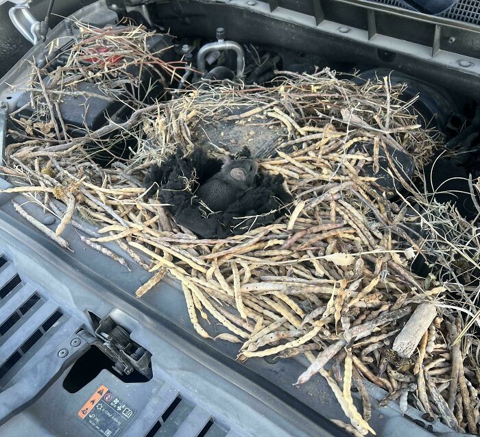 Opened My Truck’s Hood To Change The Battery And Found A Free Bean Hoarder