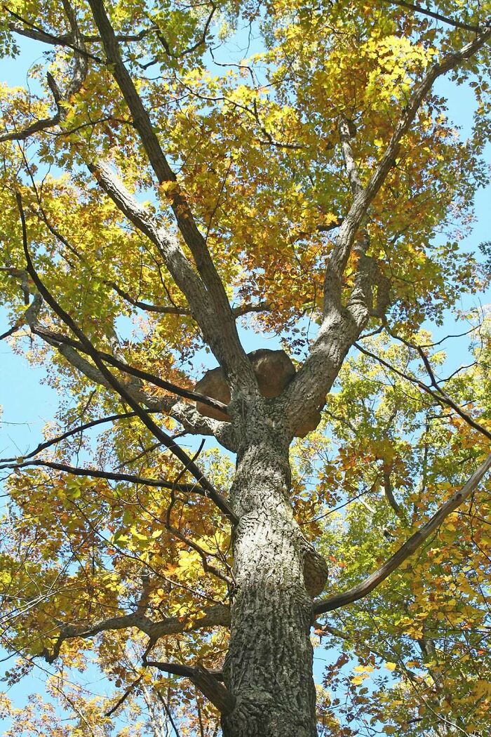 How Did A 400lb Rock Get Stuck In The Top Of This Tree?! Mind Blown