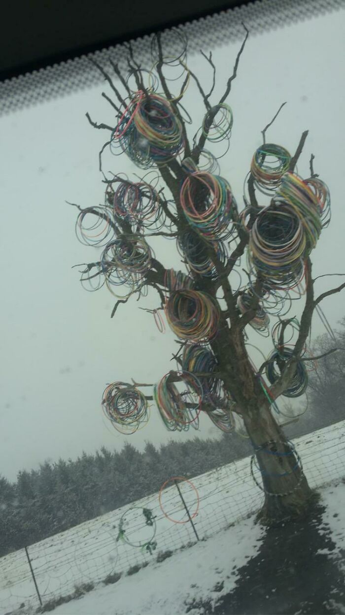 Since Nobody Liked My First Caption, Here’s That Crazy Tree Me And My Fam Spotted On Our Road Trip