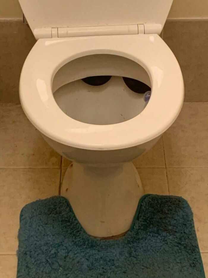 Just Another Day Down Under—Found A Brown Snake Under A Toilet Lid
