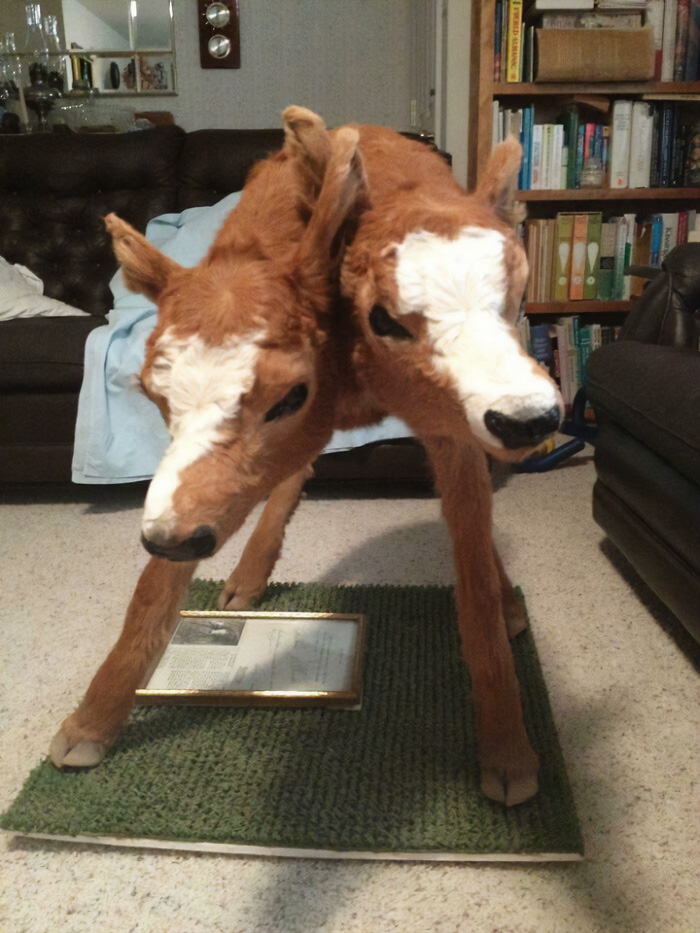 My Grandpa’s Ranch Cow Gave Birth To A Two-Headed Calf In The 80s