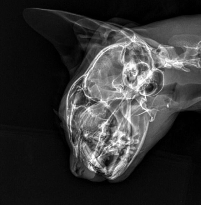 My Cat Somehow Broke His Jaw Running Into A Cabinet. Didn't Know That Was Possible!
