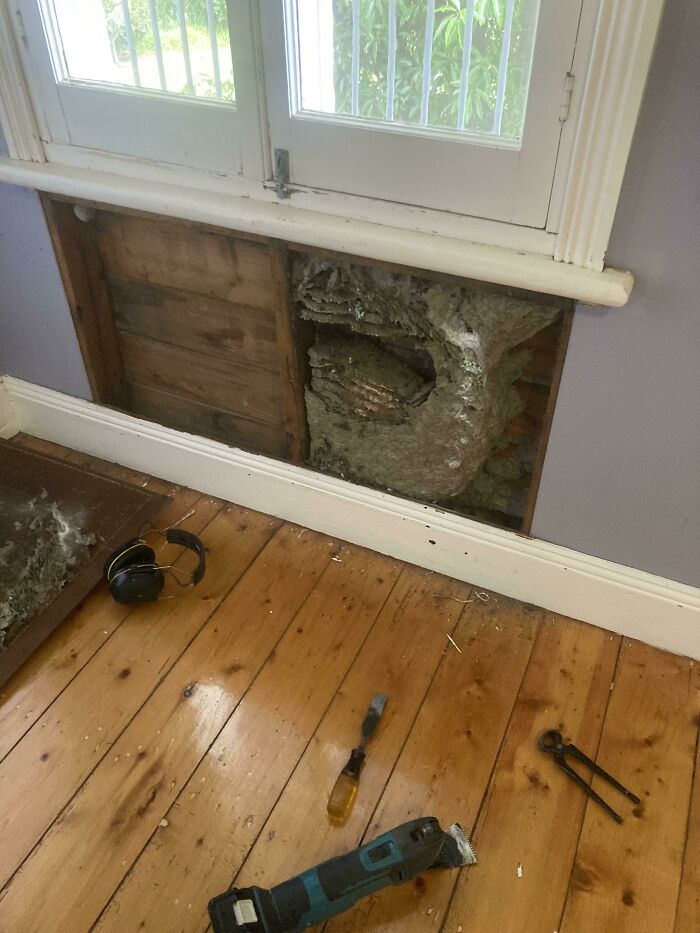 Weird Noises In My Wall Revealed This Mega Wasp Nest