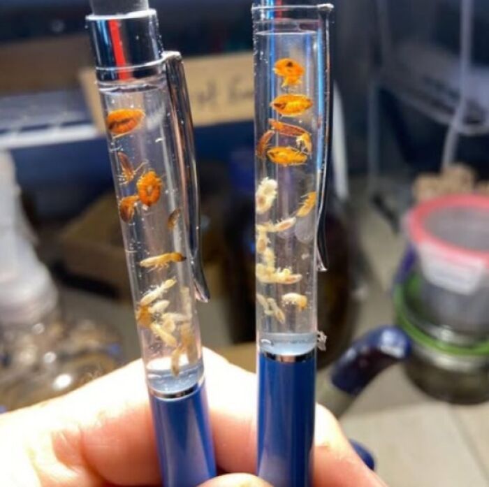 Florida Pest Control Sells Pens With Actual Dead Bugs Inside Them. Yep, Really.