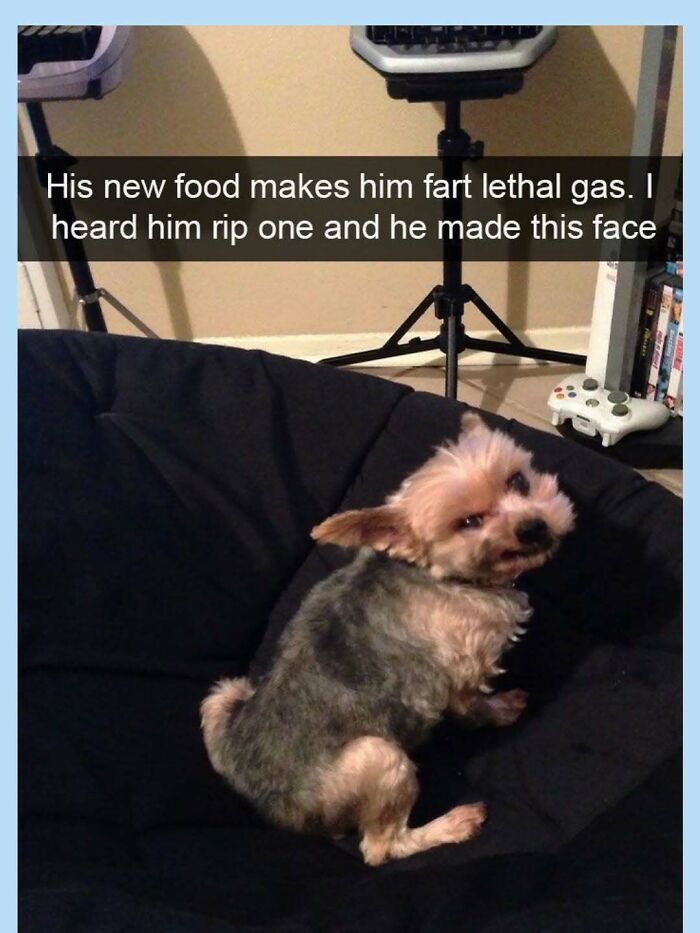 Wait, They Actually Collected These Random Memes? Here's 55 Hilarious Gems!