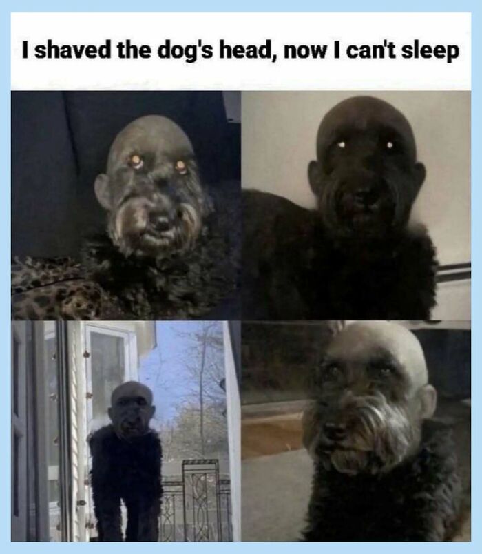 Wait, They Actually Collected These Random Memes? Here's 55 Hilarious Gems!