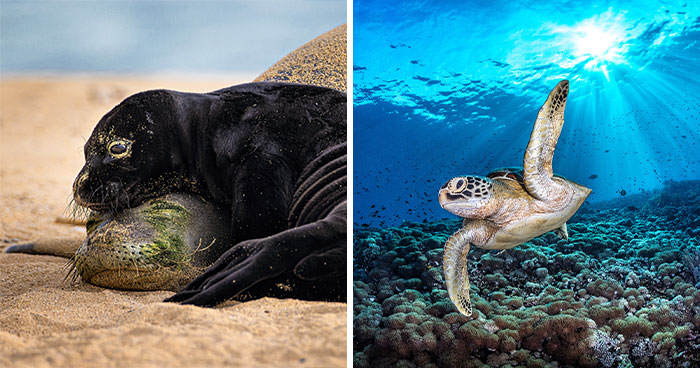 Wait, They Actually Picked These Ocean Photos?!