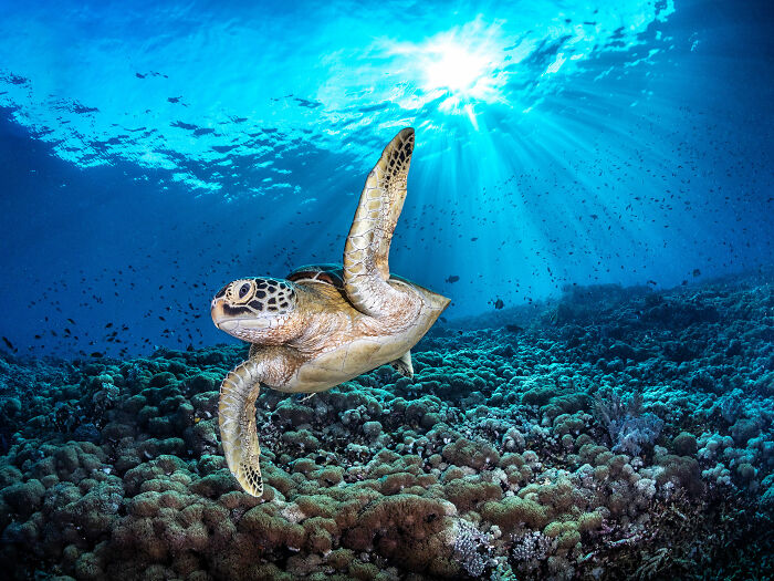 Turtle Selfie Queen - Jenny Stock