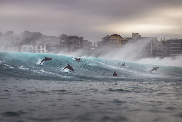 Dolphins and Surfers: Best Buds - Gergo Rugli