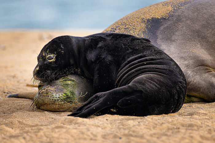 Seal Mom and Baby Nap Time - Leighton Lum