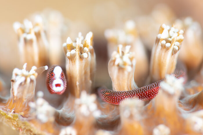 Pipefish Surprise - Luis Arpa Toribio