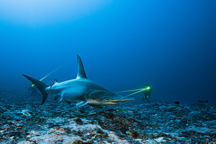 Hammerhead Hero - Thomas Pavy