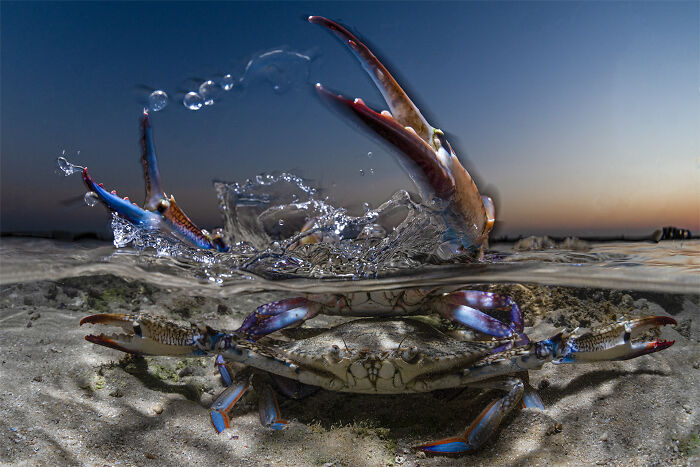 Blue Crab Love Guard - Abdulaziz Al Saleh