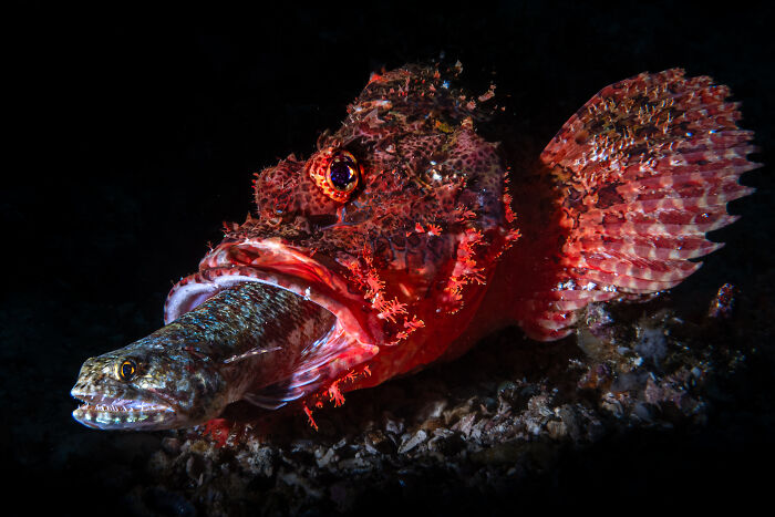 Snack Time Scorpionfish - Andrea Michelutti
