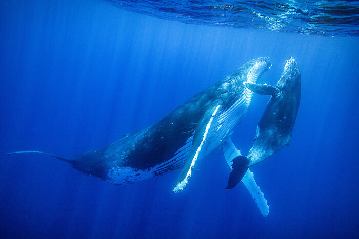 Wait, They Actually Picked These Ocean Photos?!