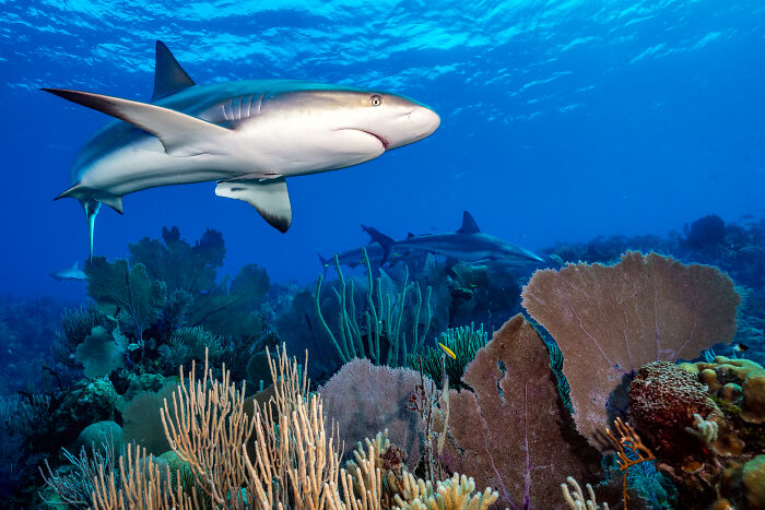 Wait, They Actually Picked These Ocean Photos?!