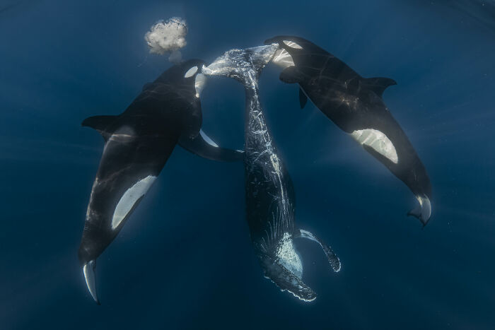 Wait, They Actually Picked These Ocean Photos?!