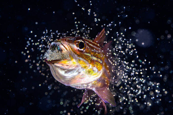 Wait, They Actually Picked These Ocean Photos?!