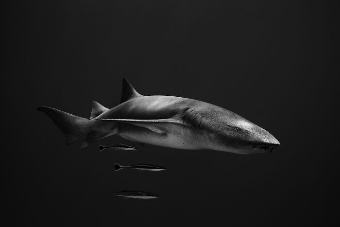 Wait, They Actually Picked These Ocean Photos?!