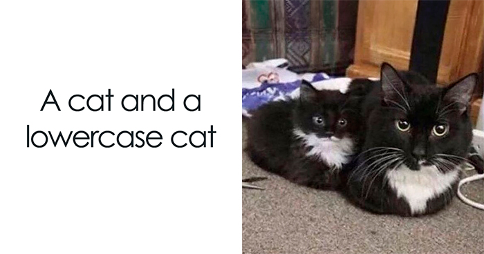 Get Ready To Laugh: 48 Cat Memes That Nail The Crazy Cat Life