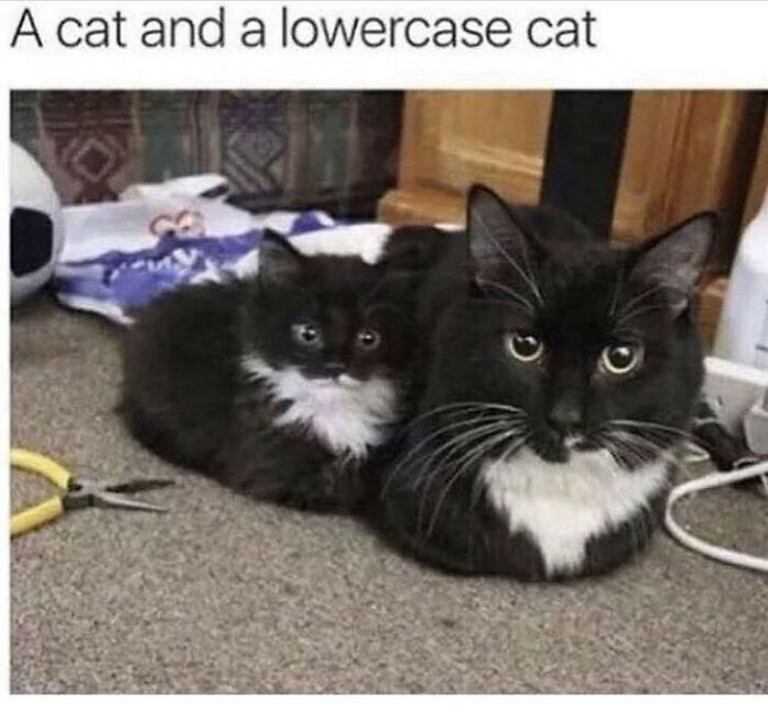 Get Ready To Laugh: 48 Cat Memes That Nail The Crazy Cat Life