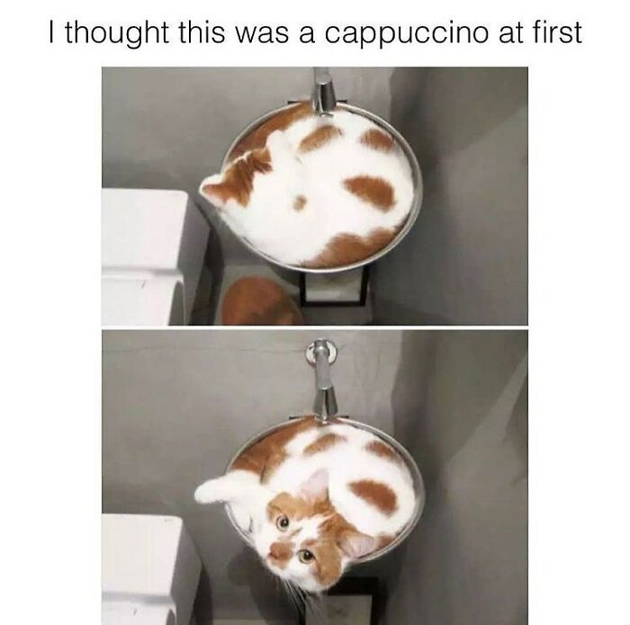 Get Ready To Laugh: 48 Cat Memes That Nail The Crazy Cat Life