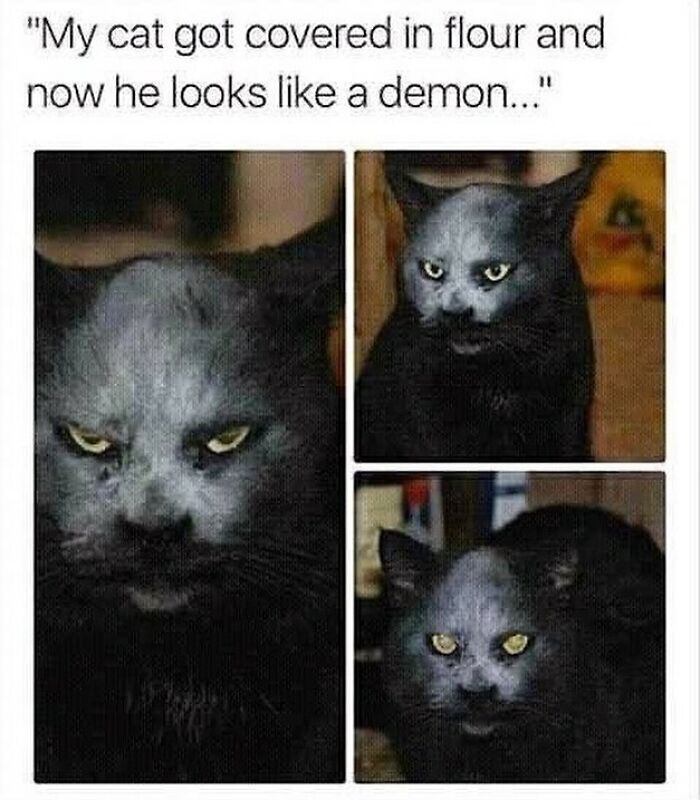 Get Ready To Laugh: 48 Cat Memes That Nail The Crazy Cat Life