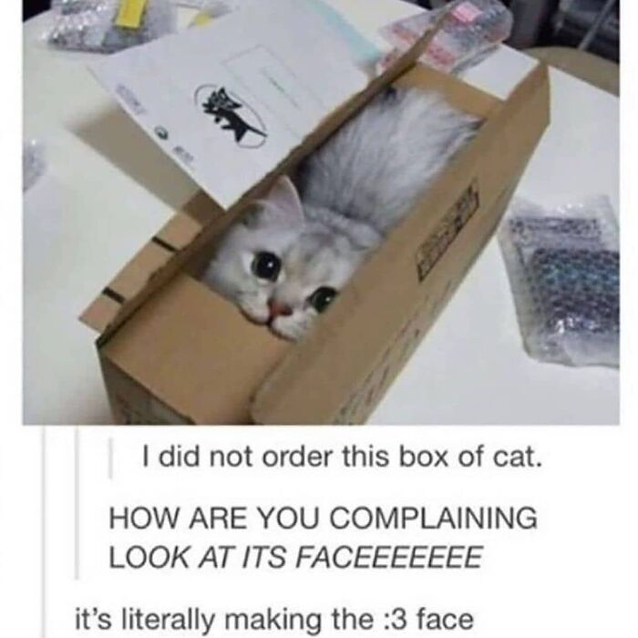 Get Ready To Laugh: 48 Cat Memes That Nail The Crazy Cat Life