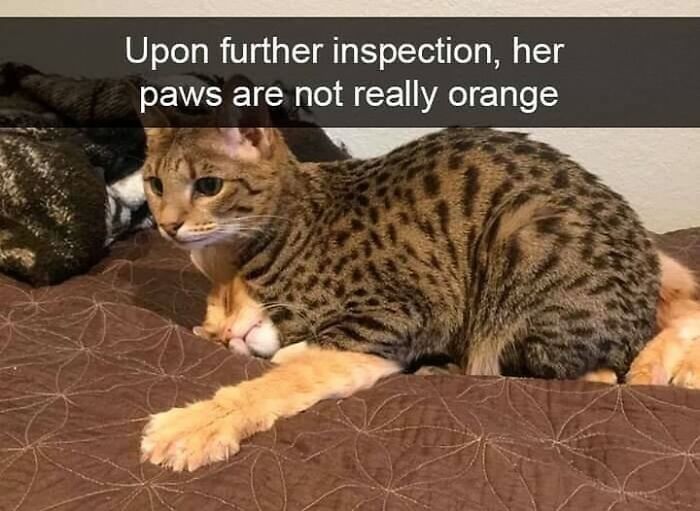 Get Ready To Laugh: 48 Cat Memes That Nail The Crazy Cat Life