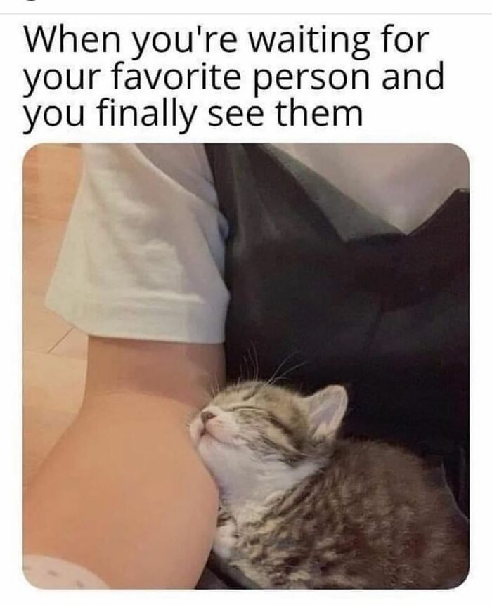 Get Ready To Laugh: 48 Cat Memes That Nail The Crazy Cat Life