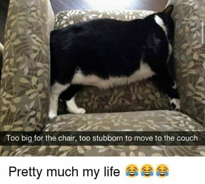 Get Ready To Laugh: 48 Cat Memes That Nail The Crazy Cat Life
