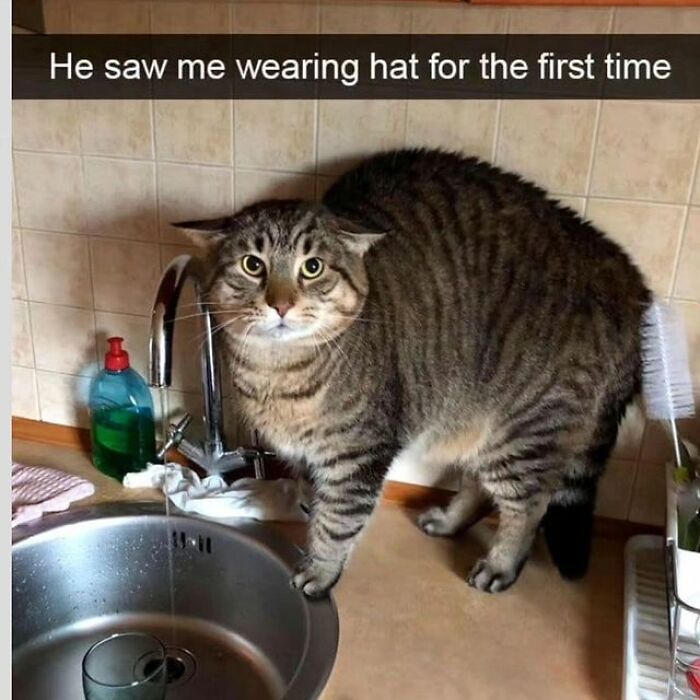 Get Ready To Laugh: 48 Cat Memes That Nail The Crazy Cat Life