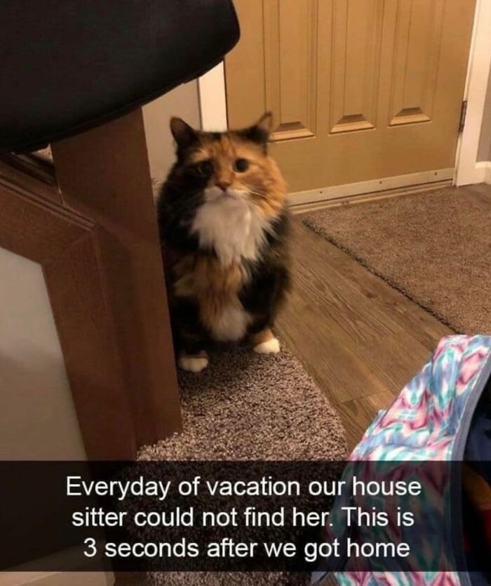 Get Ready To Laugh: 48 Cat Memes That Nail The Crazy Cat Life