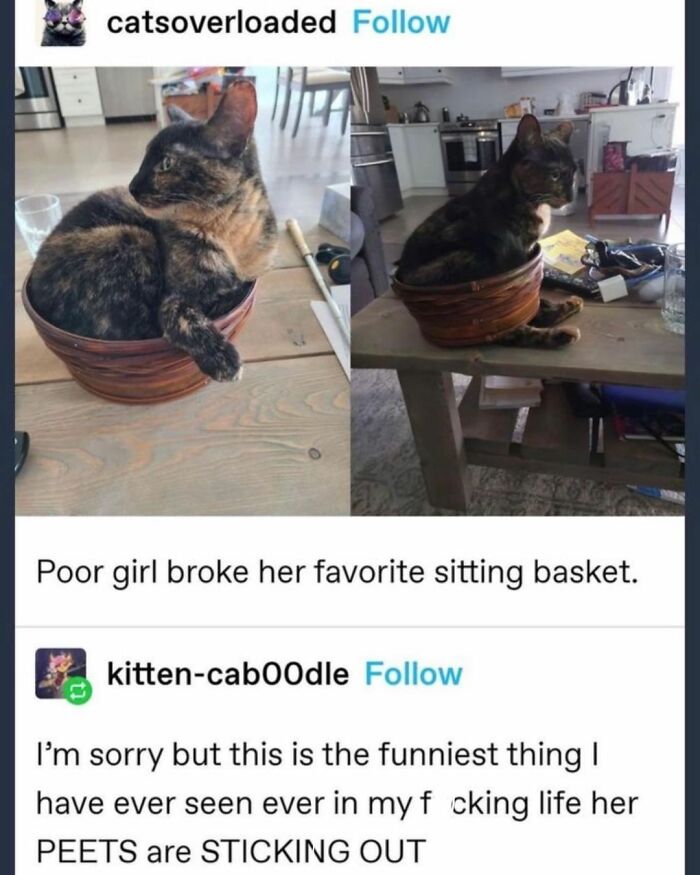 Get Ready To Laugh: 48 Cat Memes That Nail The Crazy Cat Life