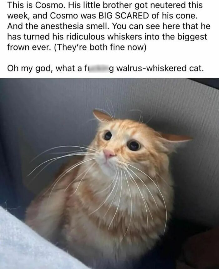 Get Ready To Laugh: 48 Cat Memes That Nail The Crazy Cat Life
