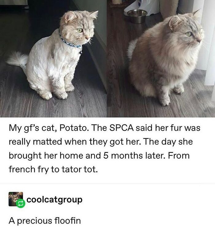Get Ready To Laugh: 48 Cat Memes That Nail The Crazy Cat Life