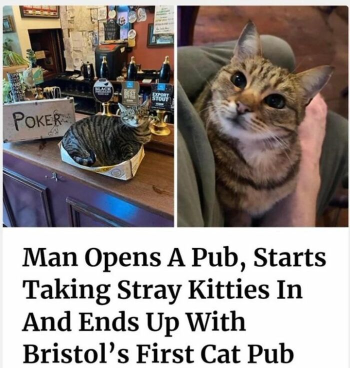 Get Ready To Laugh: 48 Cat Memes That Nail The Crazy Cat Life