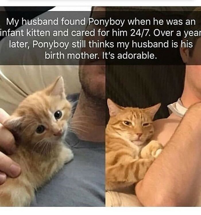 Get Ready To Laugh: 48 Cat Memes That Nail The Crazy Cat Life