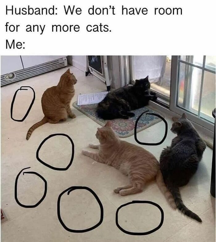 Get Ready To Laugh: 48 Cat Memes That Nail The Crazy Cat Life
