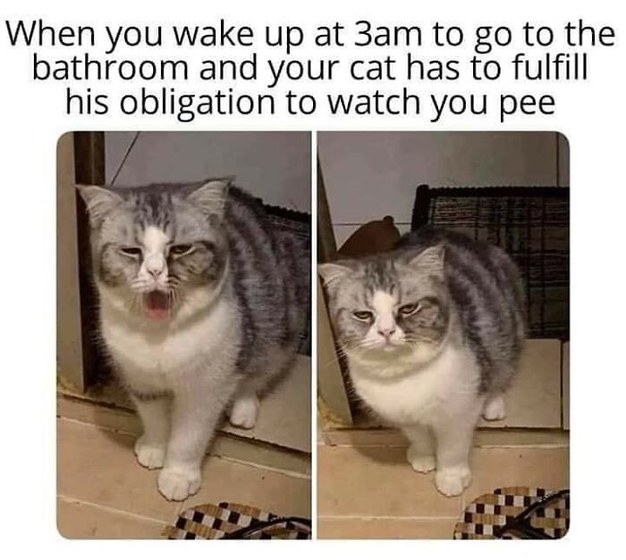 Get Ready To Laugh: 48 Cat Memes That Nail The Crazy Cat Life
