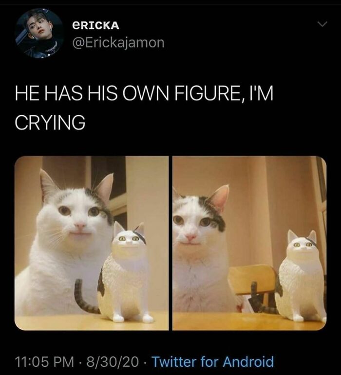 Get Ready To Laugh: 48 Cat Memes That Nail The Crazy Cat Life