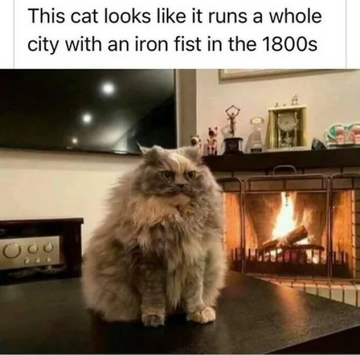 Get Ready To Laugh: 48 Cat Memes That Nail The Crazy Cat Life