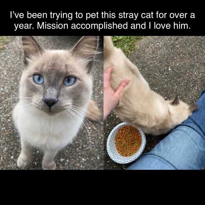 Get Ready To Laugh: 48 Cat Memes That Nail The Crazy Cat Life