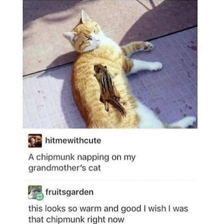 Get Ready To Laugh: 48 Cat Memes That Nail The Crazy Cat Life