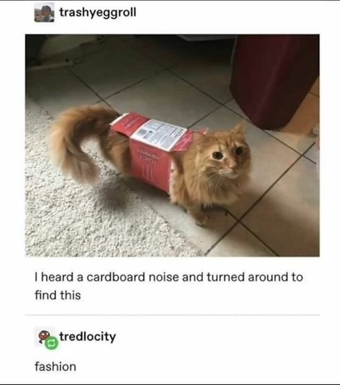 Get Ready To Laugh: 48 Cat Memes That Nail The Crazy Cat Life