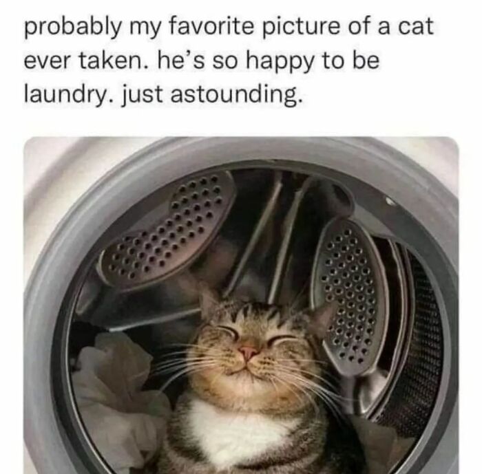Get Ready To Laugh: 48 Cat Memes That Nail The Crazy Cat Life