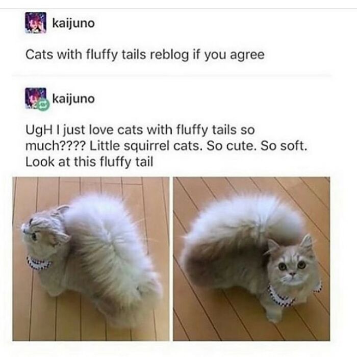 Get Ready To Laugh: 48 Cat Memes That Nail The Crazy Cat Life