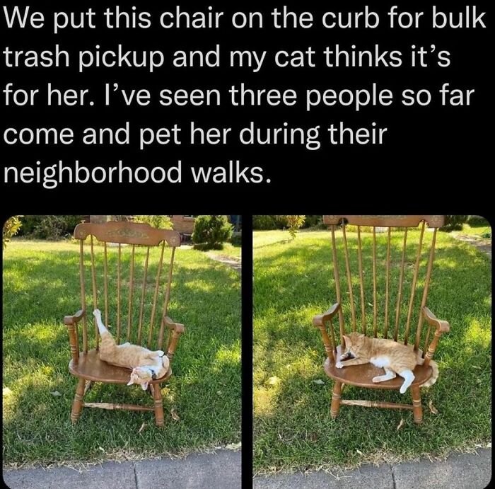 Get Ready To Laugh: 48 Cat Memes That Nail The Crazy Cat Life