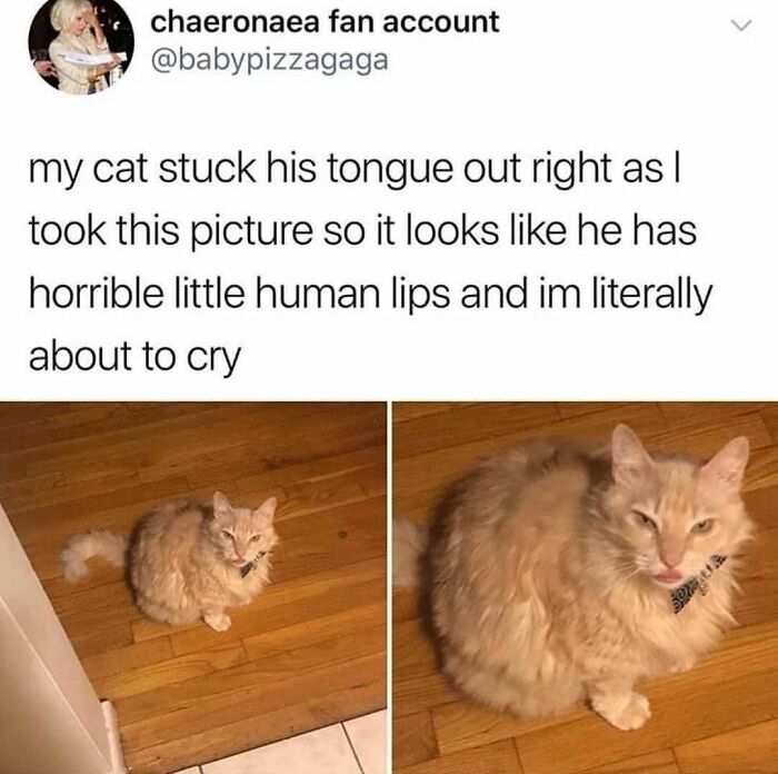 Get Ready To Laugh: 48 Cat Memes That Nail The Crazy Cat Life